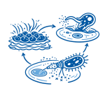 Block 3: Pathogen and Host Interactions