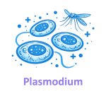 Plasmodium